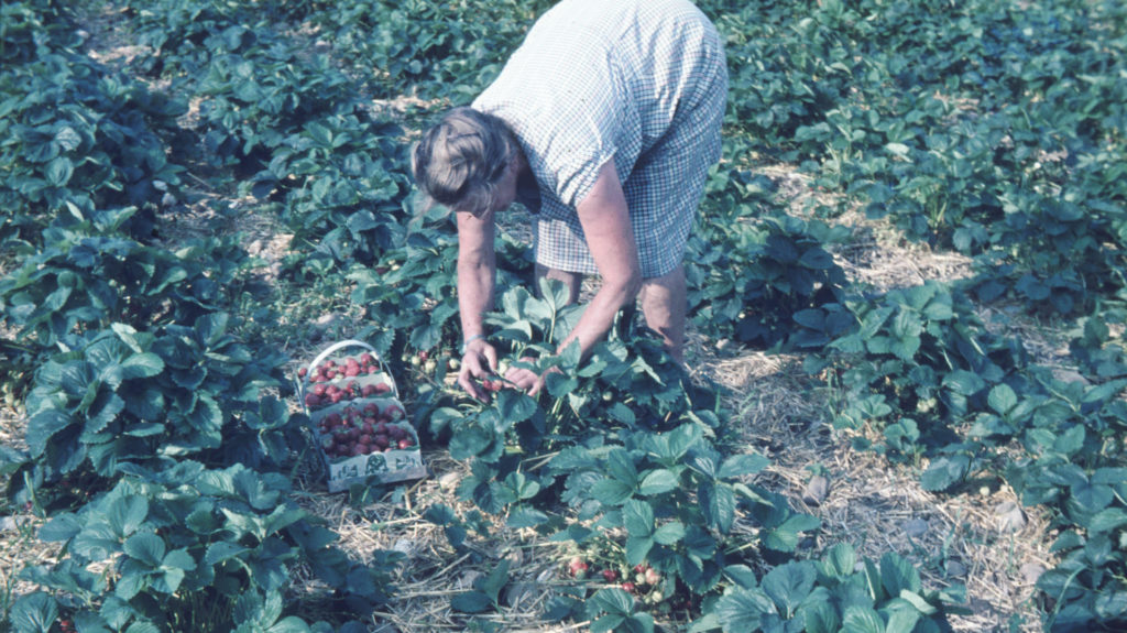 Selberpfluecken 1966 1