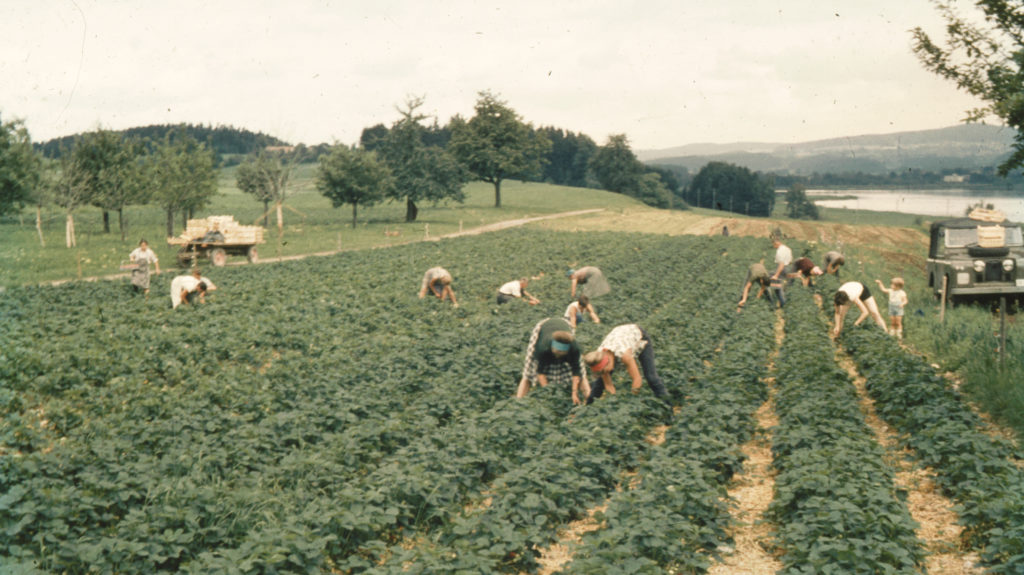 Selberpfluecken 1966 2