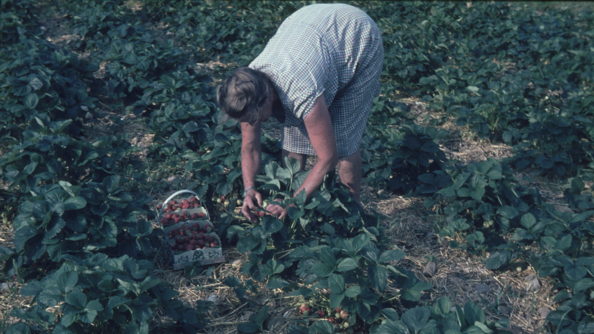 Alte Frau am Erdbeeren Pflücken