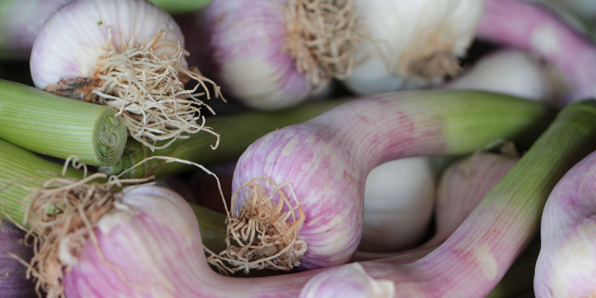 Junger Knoblauch eignet sich hervorragend für ein feines Knoblauch-Pesto.