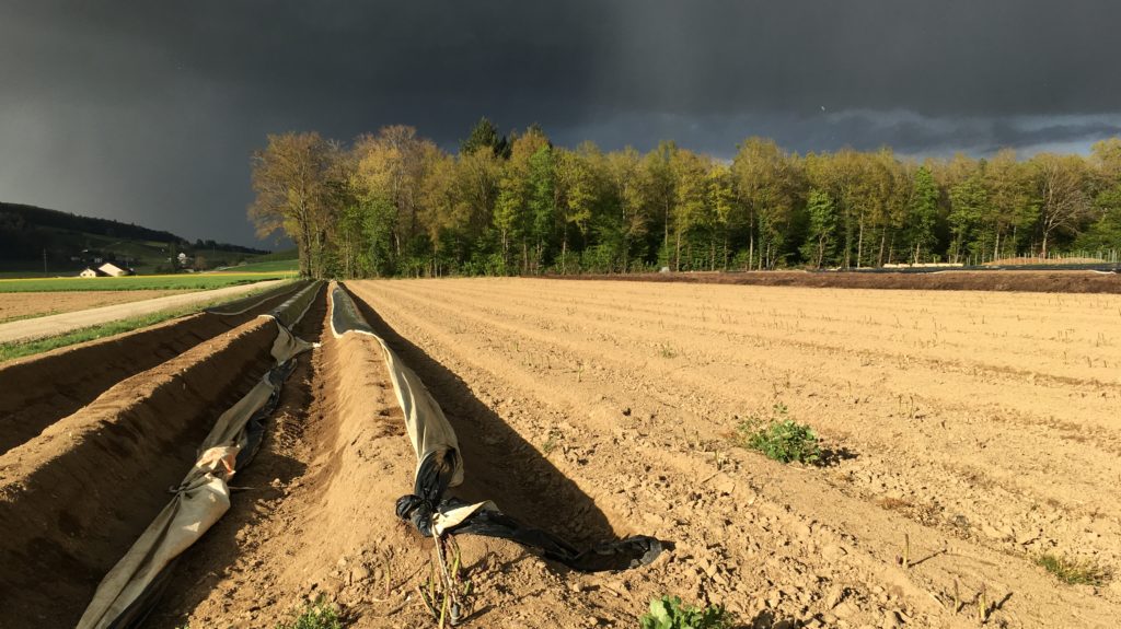 Gewitter im Anmarsch über Spargelfeld