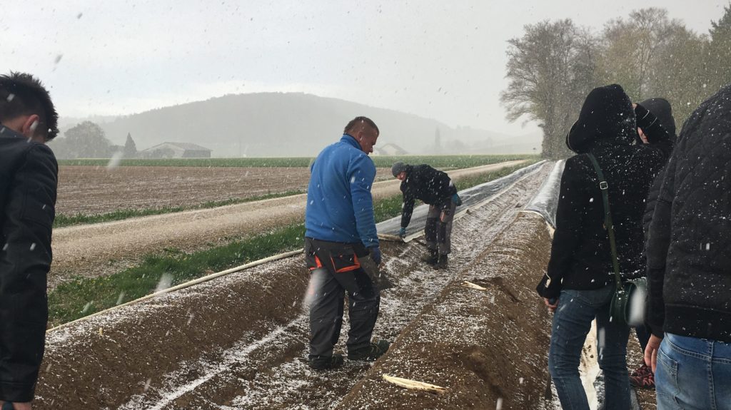 Spargelfeld Hagel Schnee