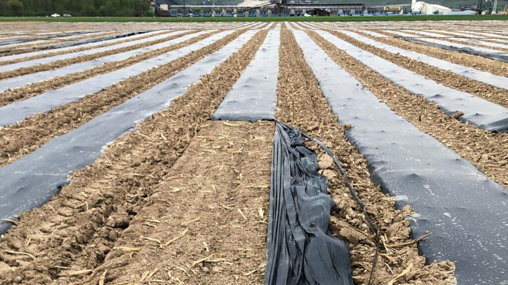 Spargeldammfolie vom Winde verweht