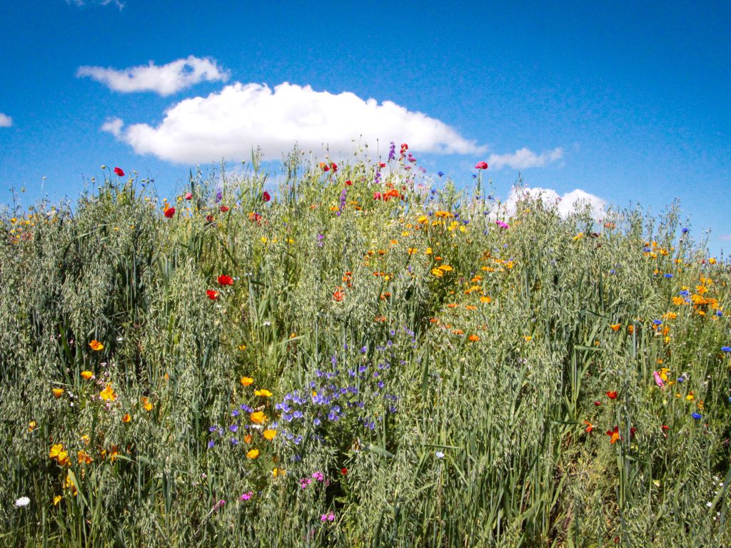 Spargelhof Nuetzlinge Biodiversitaet Hummushuegel Regenerative Landwirtschaft