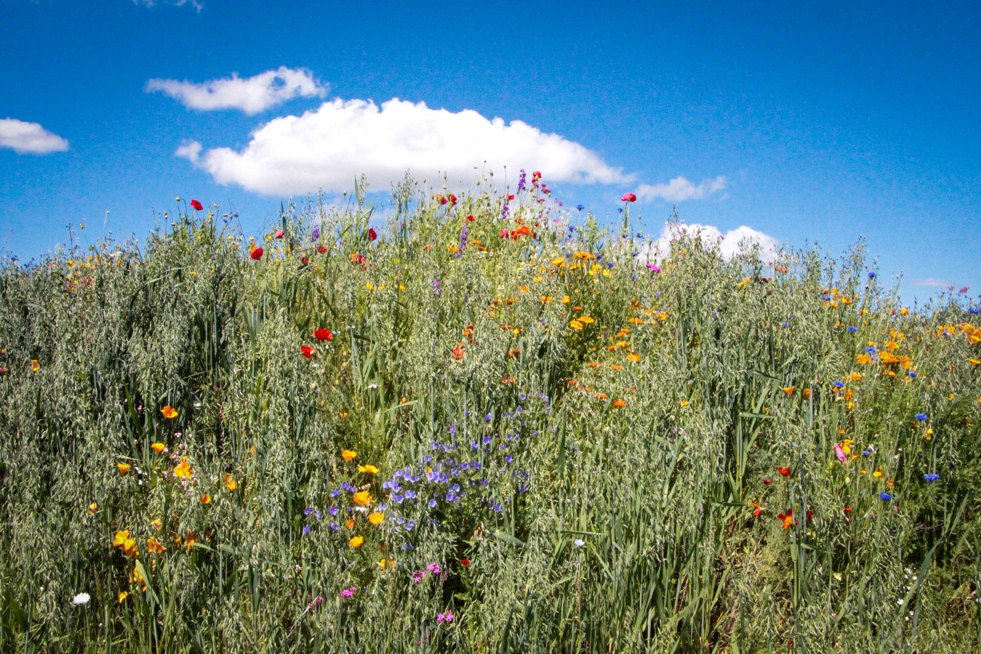 Spargelhof Nuetzlinge Biodiversitaet Hummushuegel Regenerative Landwirtschaft