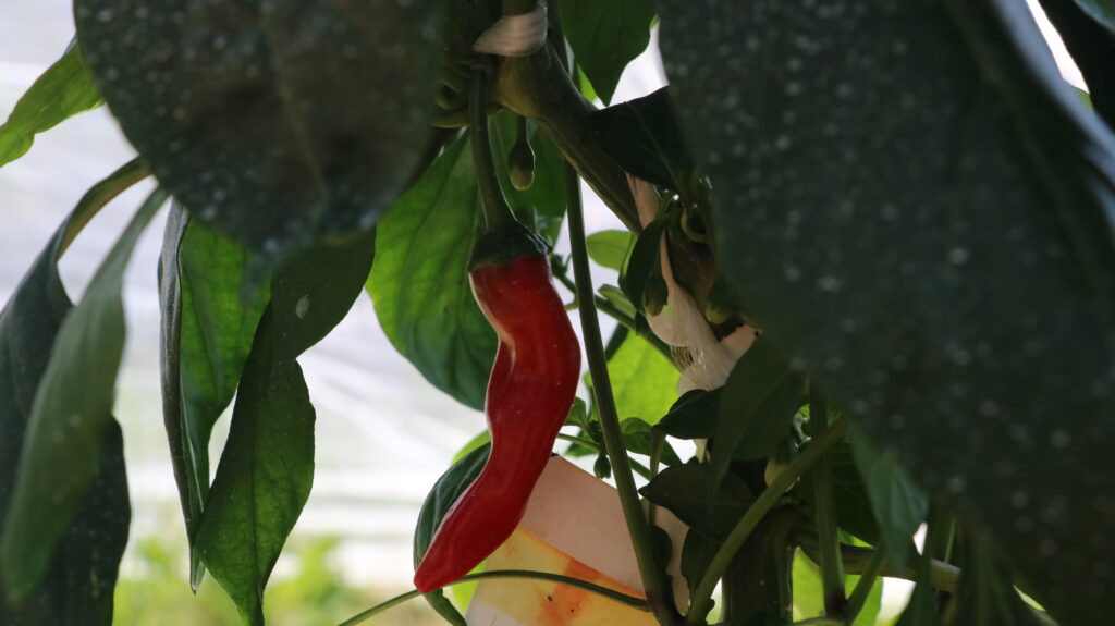 Spargelhof Chili