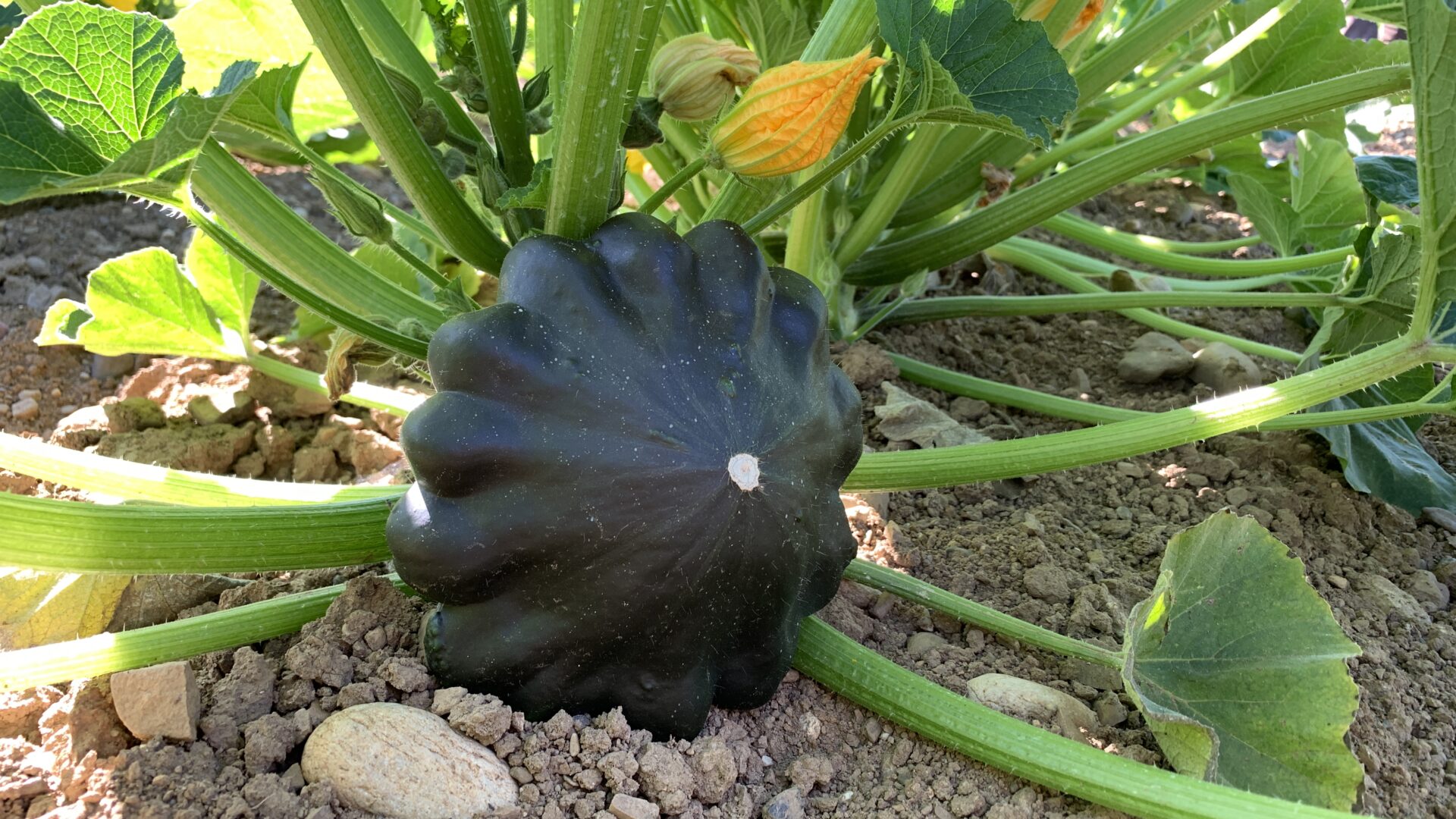 Spargelhof Frühkürbis Patisson