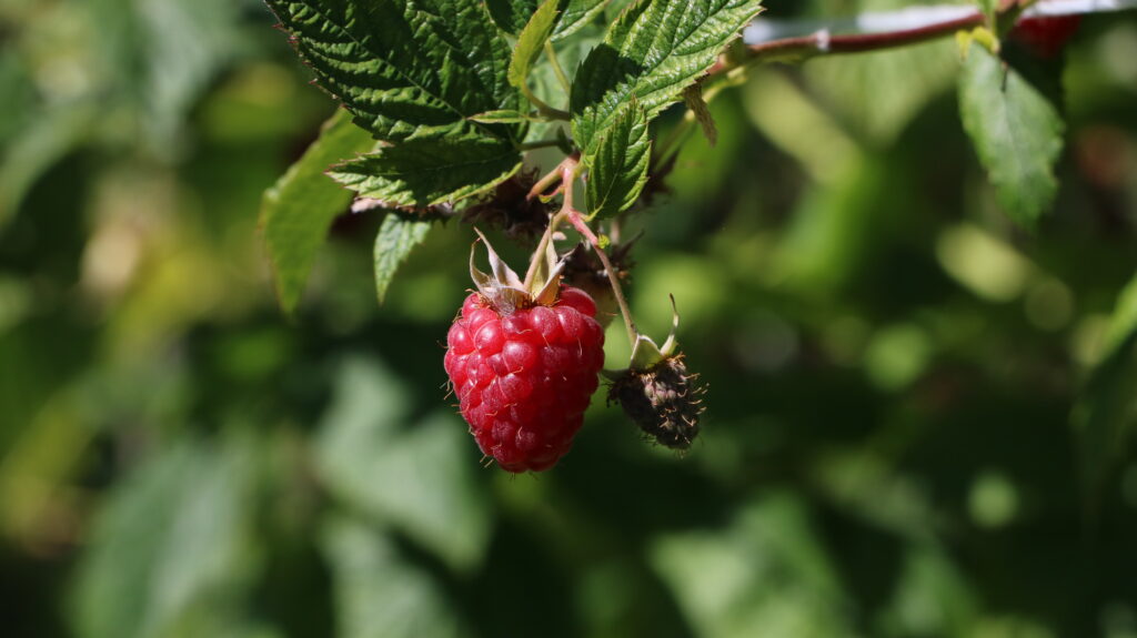 Spargelhof Himbeeren