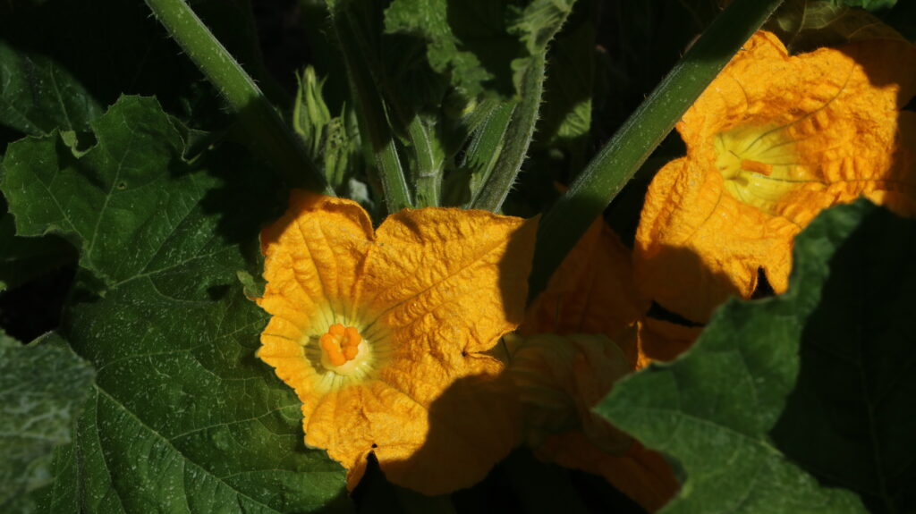 Spargelhof Kürbisblüten