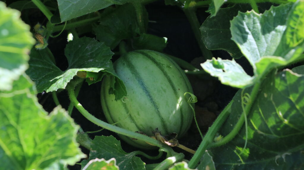 Spargelhof Melone Charentaise