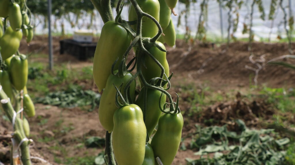 Spargelhof Tomaten Erdkultur