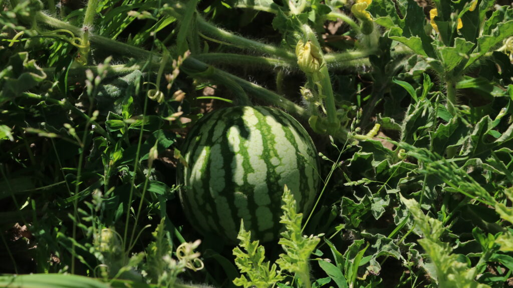 Spargelhof Wassermelone