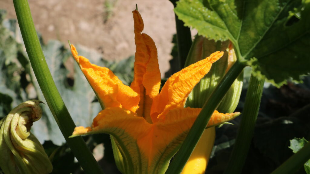Spargelhof Zucchettiblüten