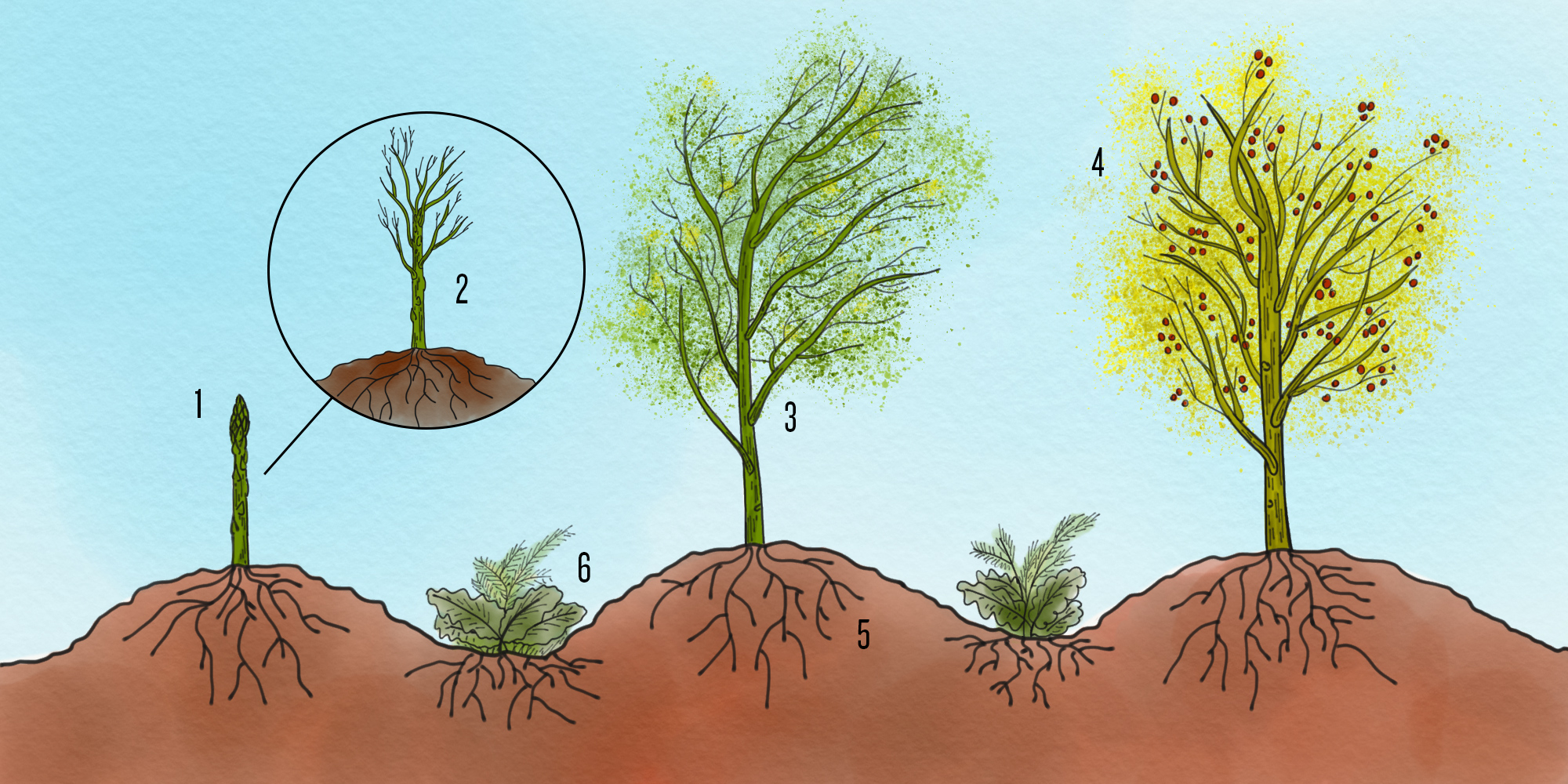 Spargelkraut Illustration