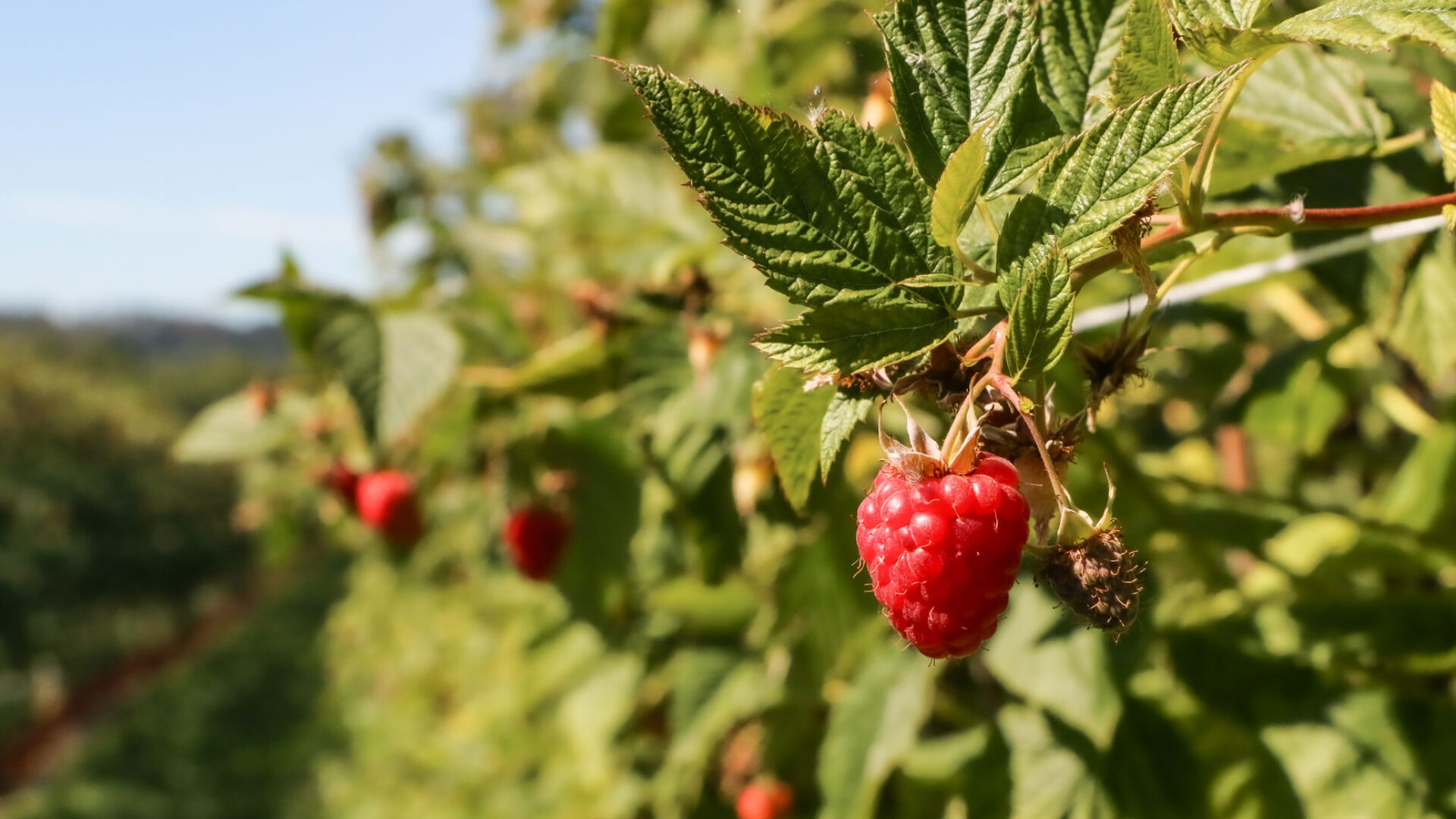 Spezialkultur Himbeeren