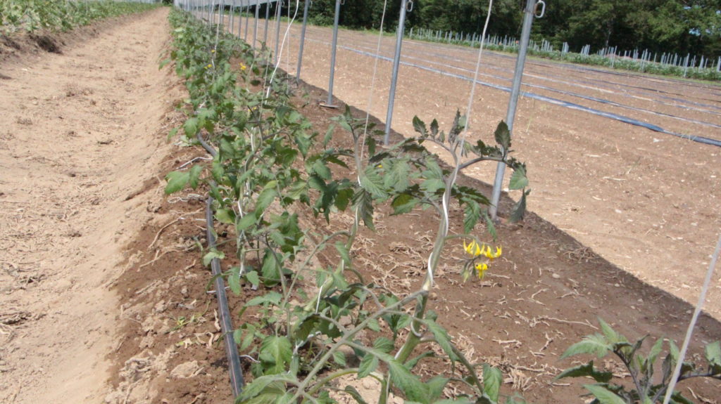 Tomaten in der Reihe