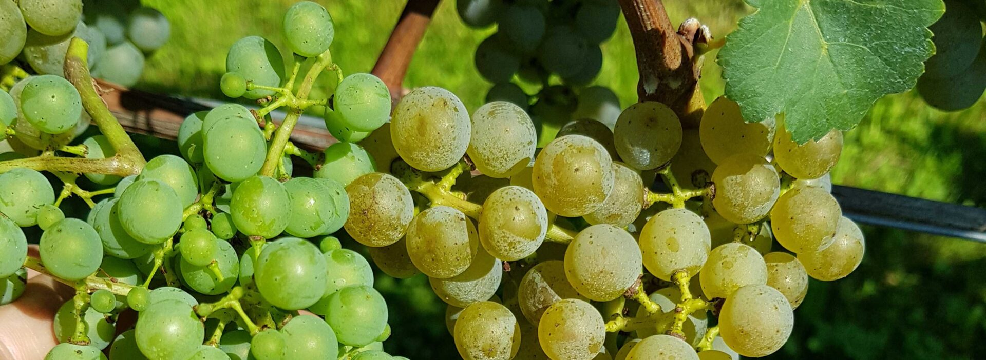 Trauben Cabernet Blanc
