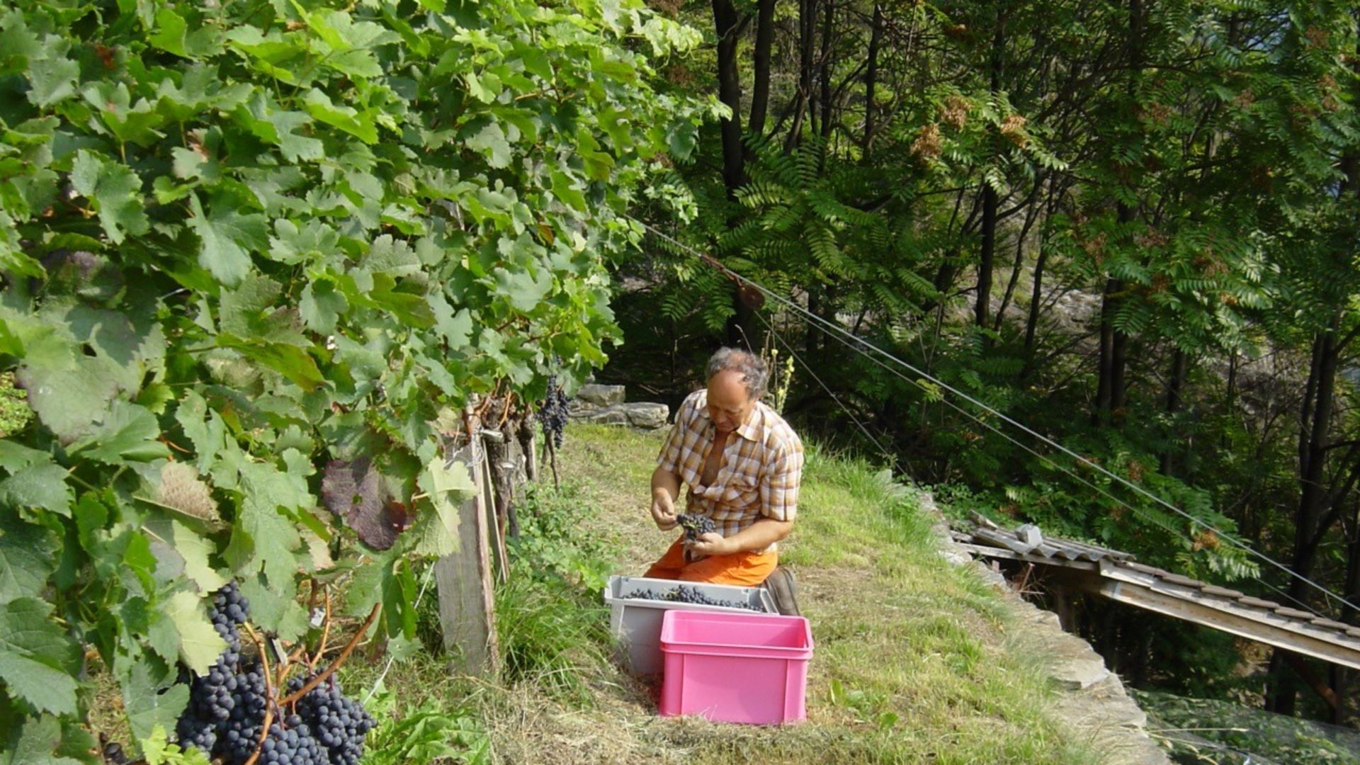 Werner Bächli bei der Traubenernte