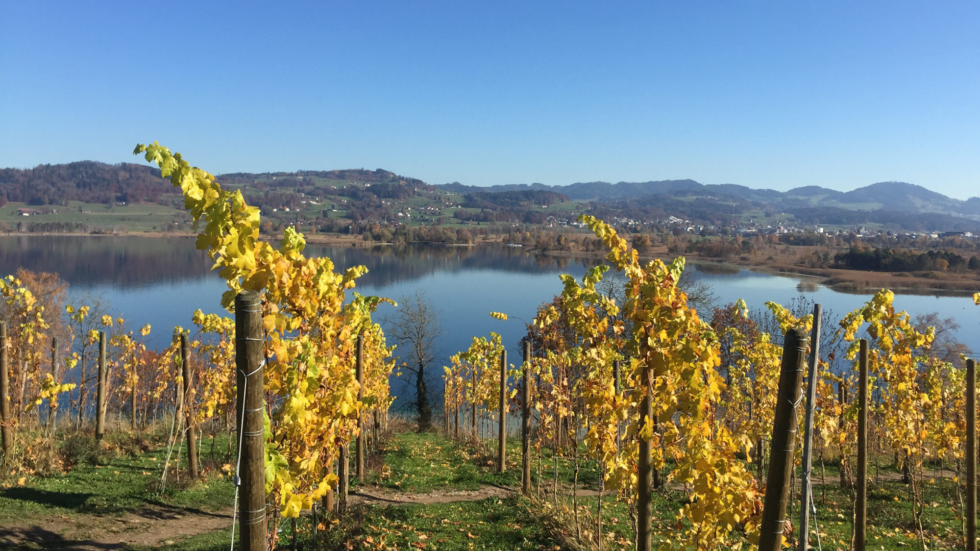 Rebstöcke vor Pfäffikersee