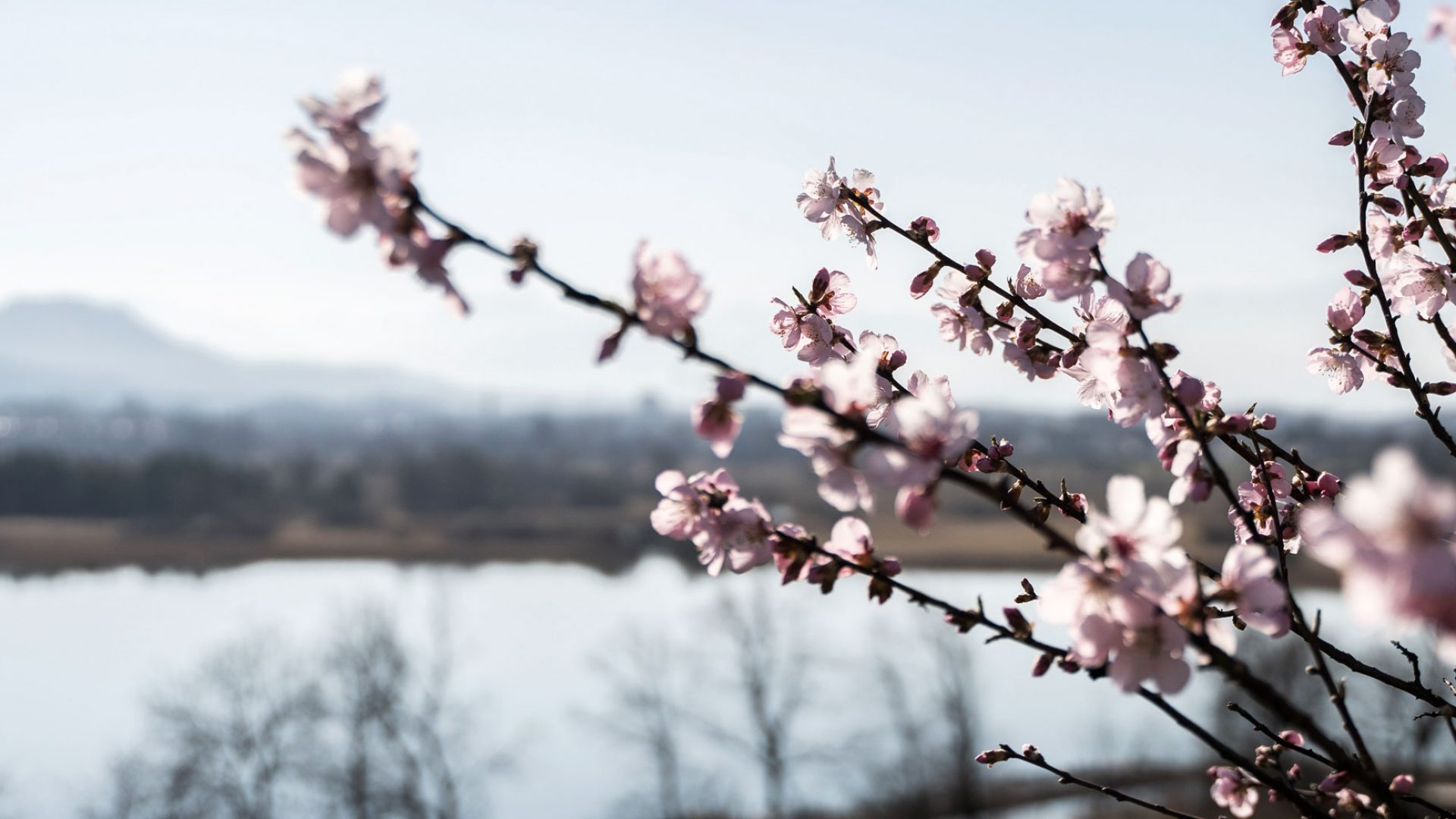 Mandelblüten trotz Trockenheit