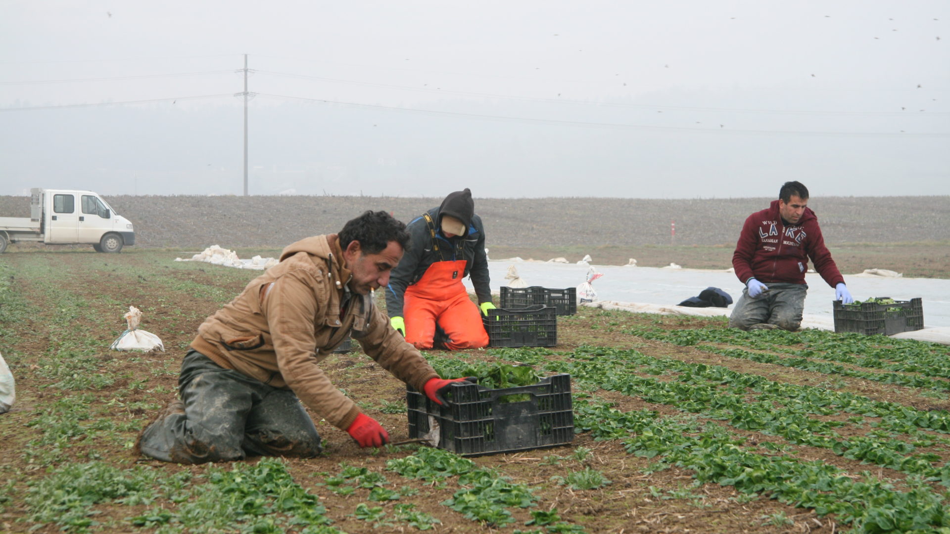 Trockenheit Landwirtschaft