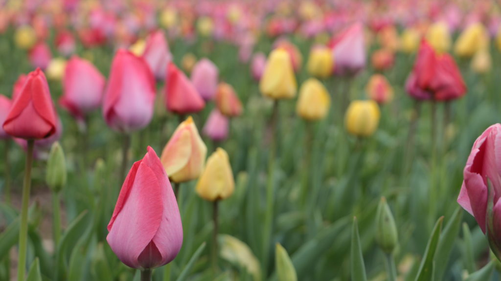 Tulpen Roemerhof