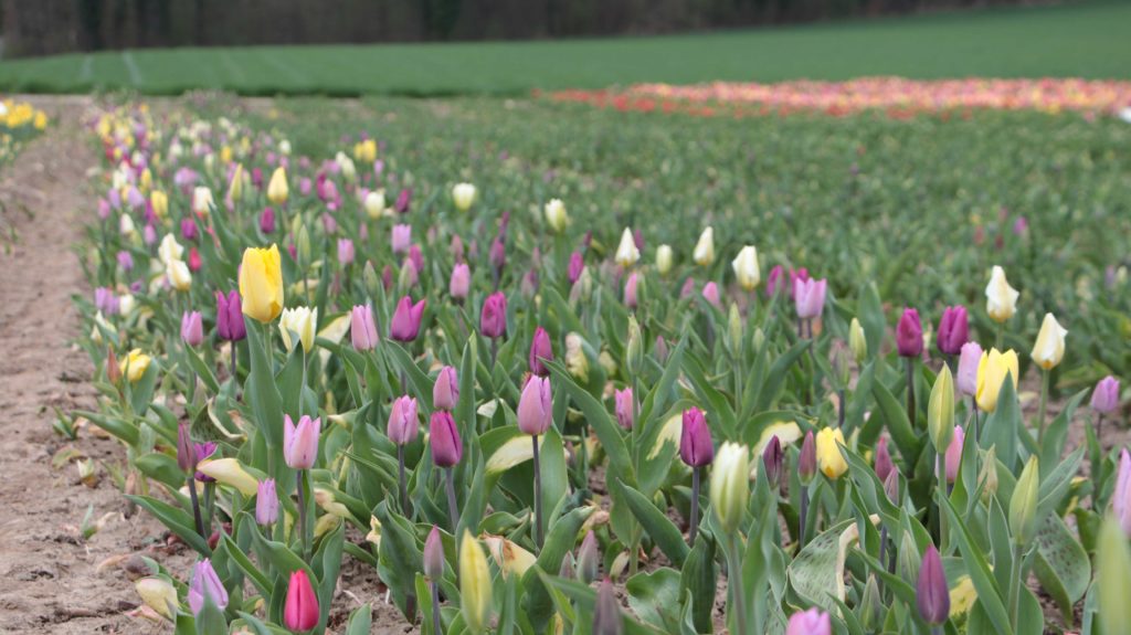 Tulpen Vom Roemerhof