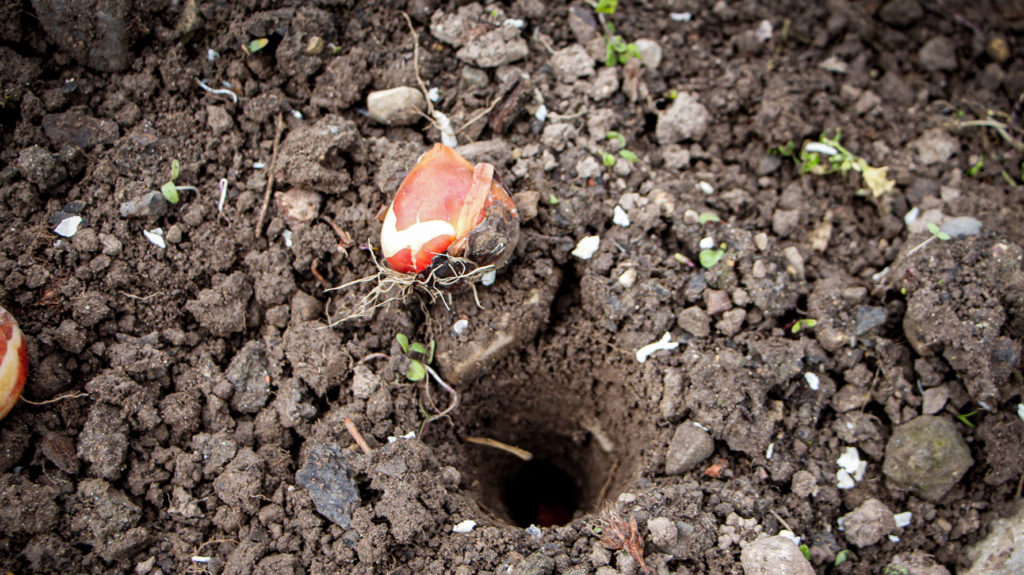 Tulpenzwiebel neben Loch