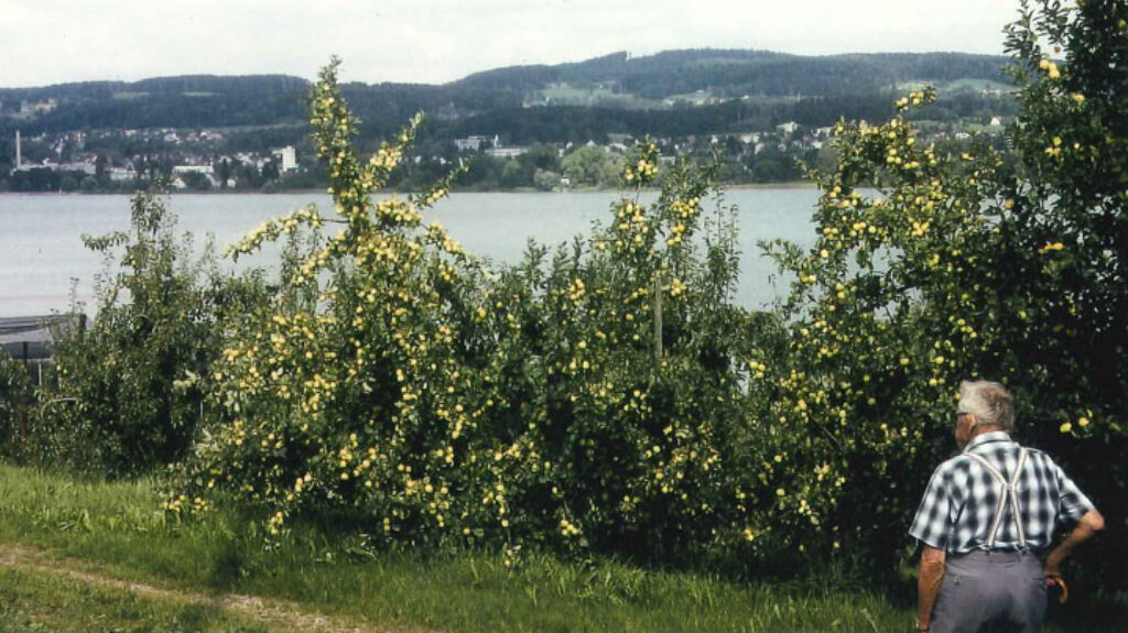 Ungewisse-Zukunft-Obsbau-Juckerhof Mitte der 1990er