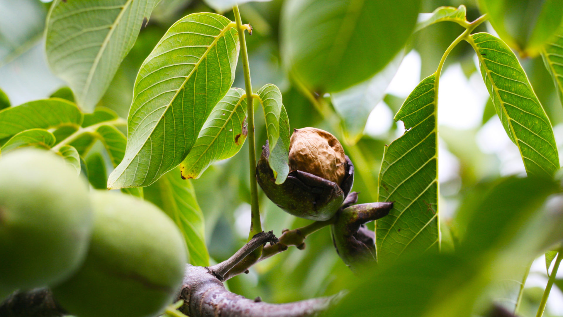 Walnuss am Baum