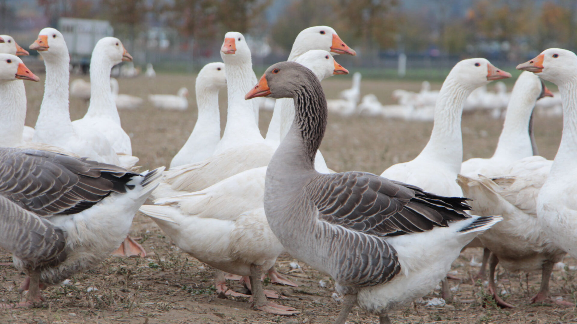 Weidegans in der Gruppe