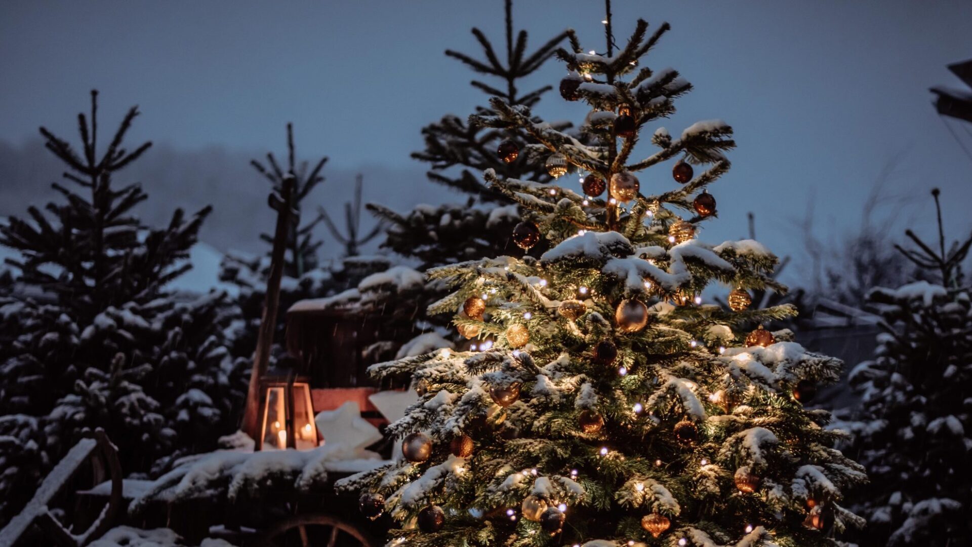 Weihnachtsbaumverkauf Kloten