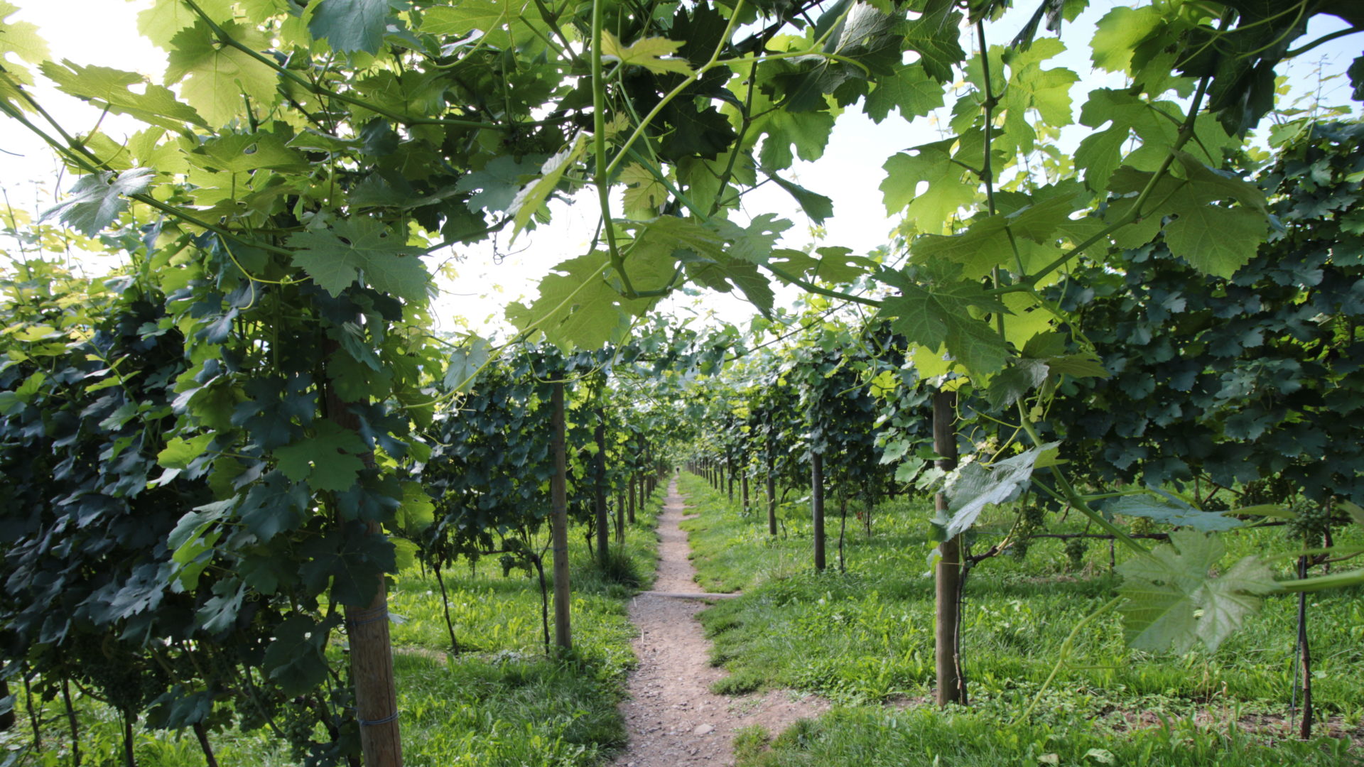 Weinreben Juckerhof
