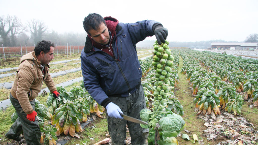 Weisser Tod Rosenkohl Ernte