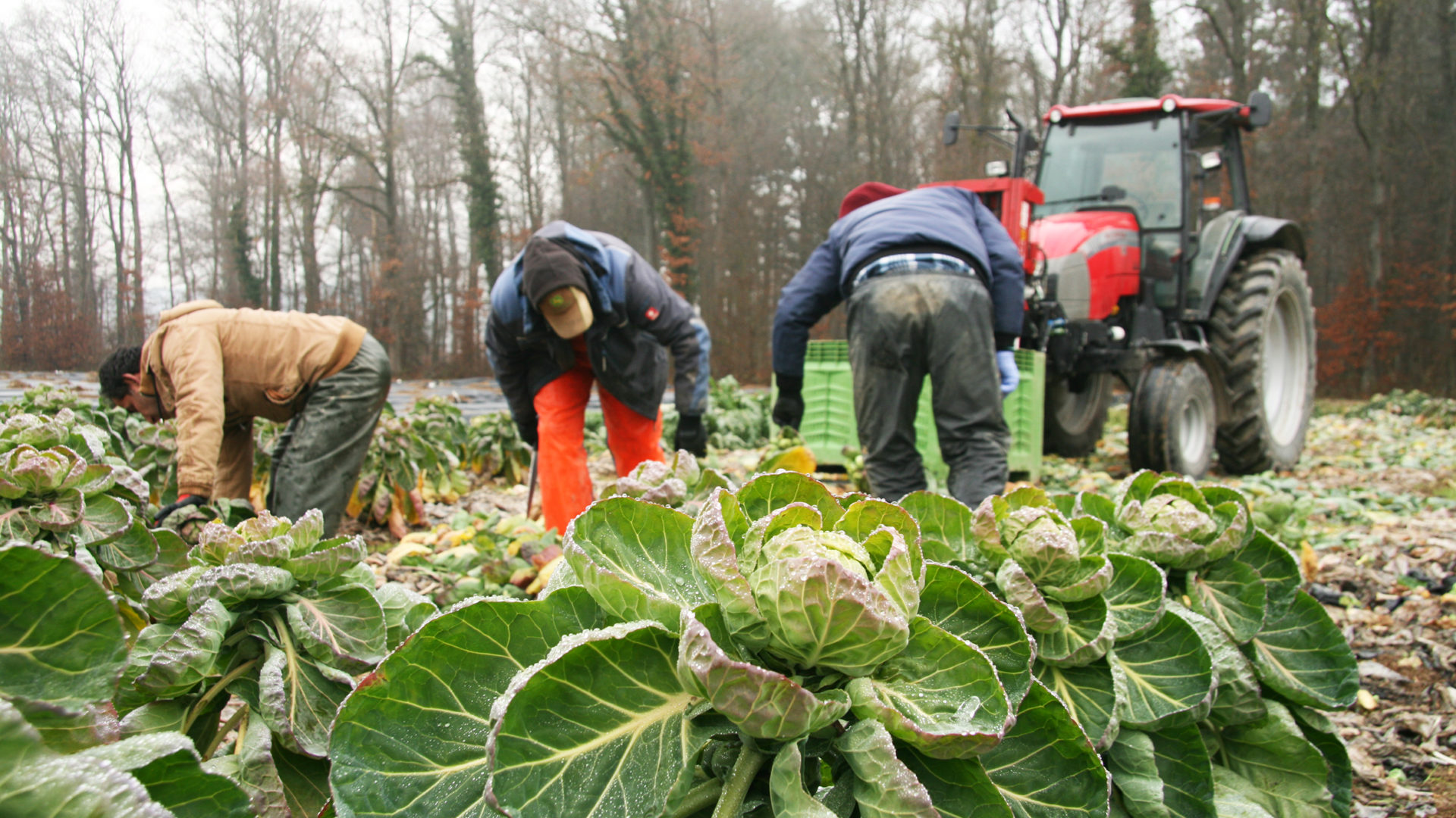 Weisser Tod Rosenkohl Rosenkohl