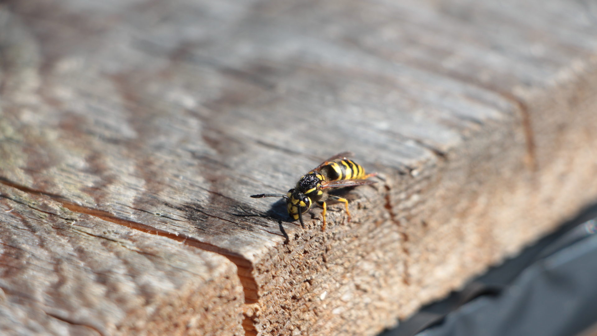 Kicode Pest Free Plastic Natürliche ungiftige Wespenfalle Schädlingsbekämpfung Bienenfänger-Honig-Topf-Gebrauch für Bauernhof-Garten-Yard 