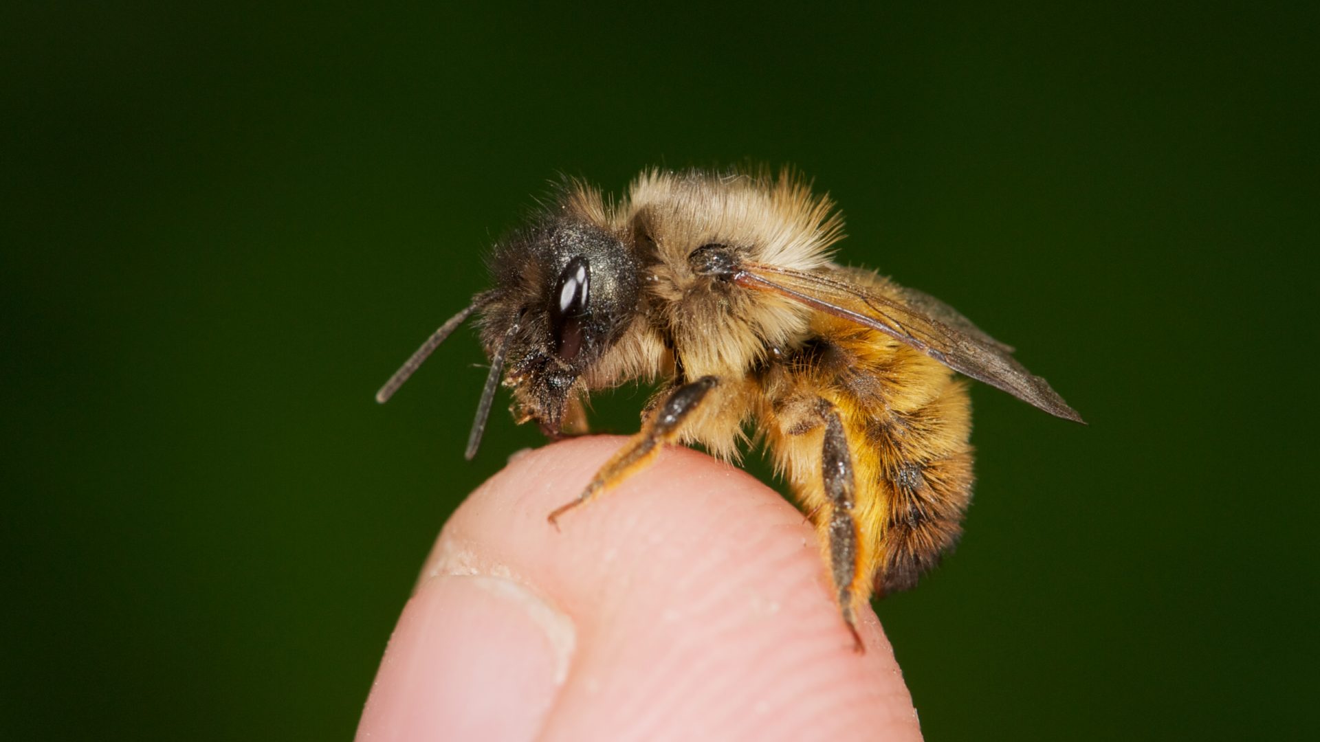 Wildbiene Rote Mauerbiene (osmia Bicornis)