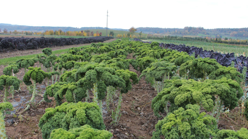 Federkohl Reihen