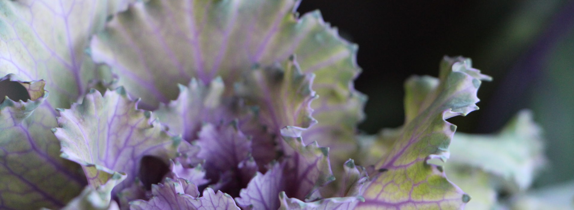 Wintergemüse Zierkohl Violett