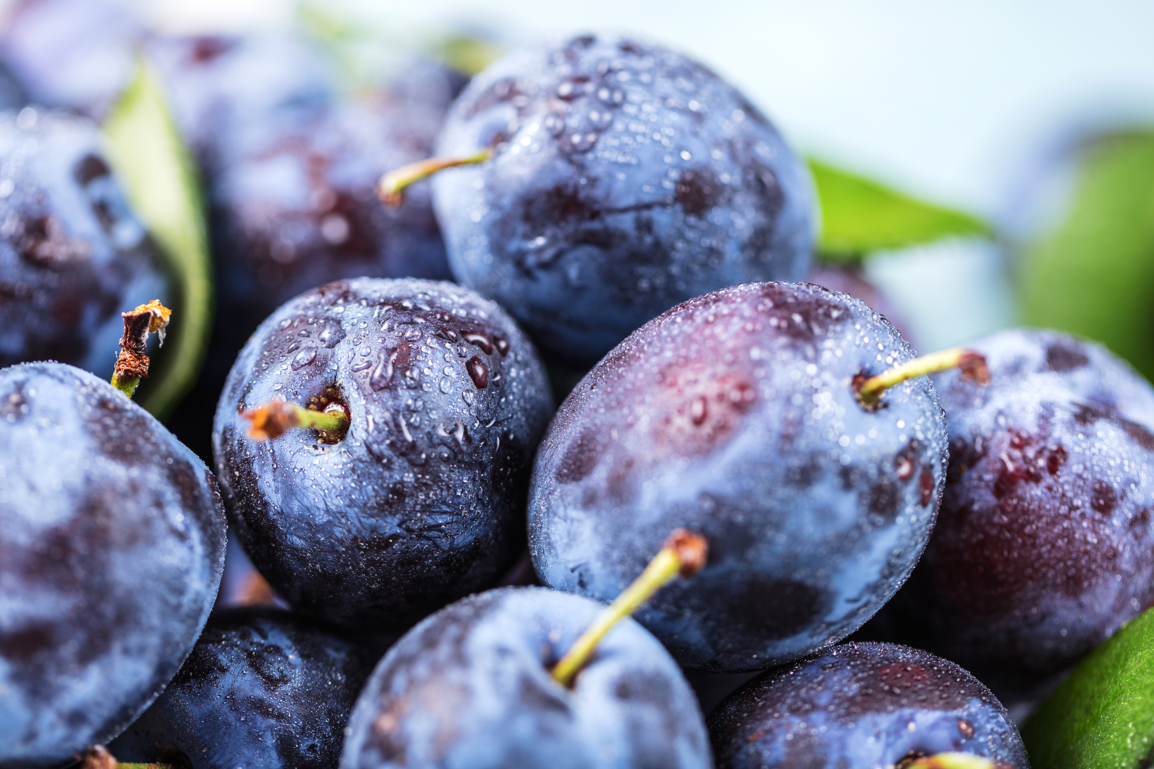 Zwetschgenzeit - SaisonLexikon - FarmTicker