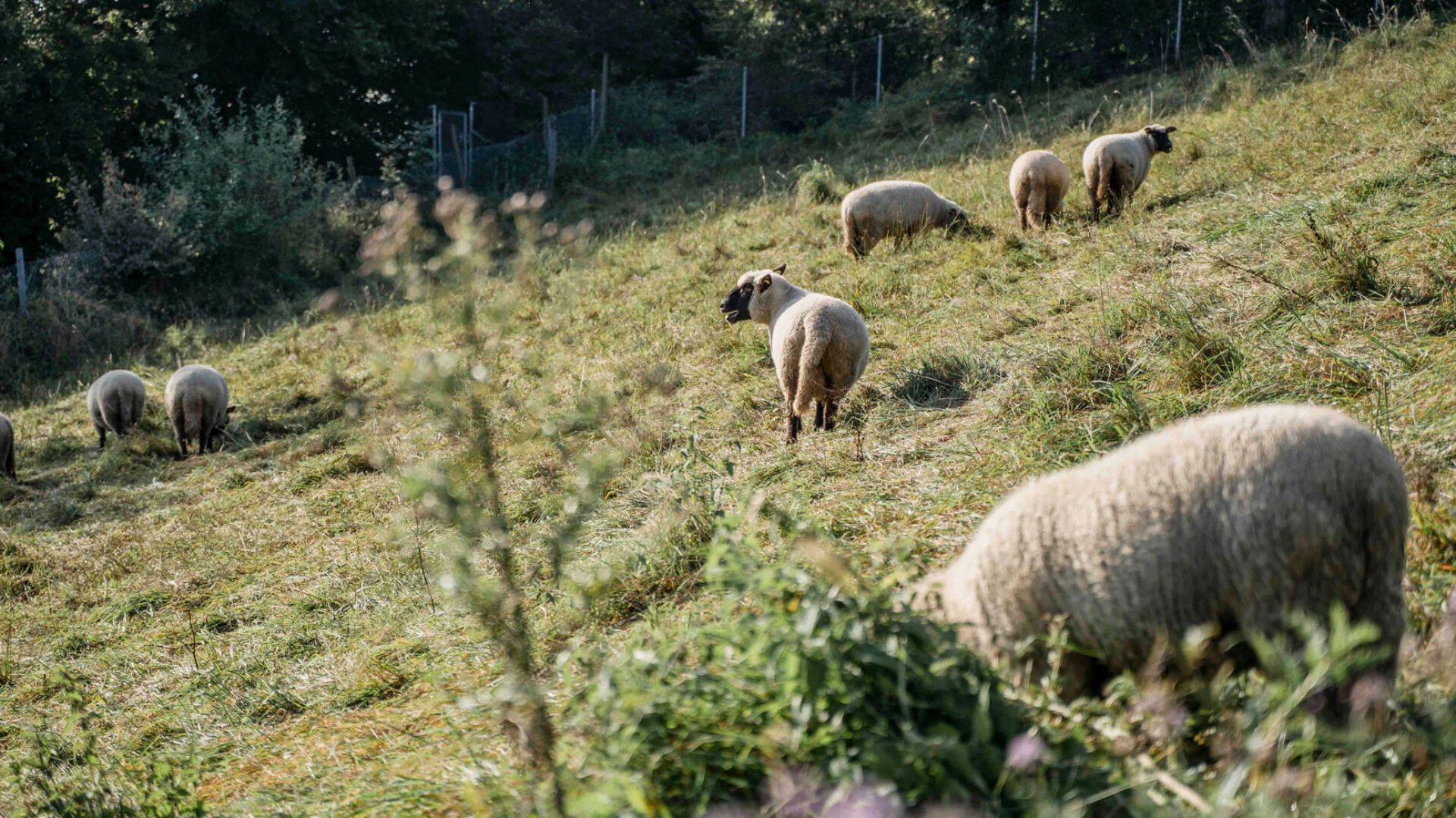 8 Schafe auf Hang am Grasen.