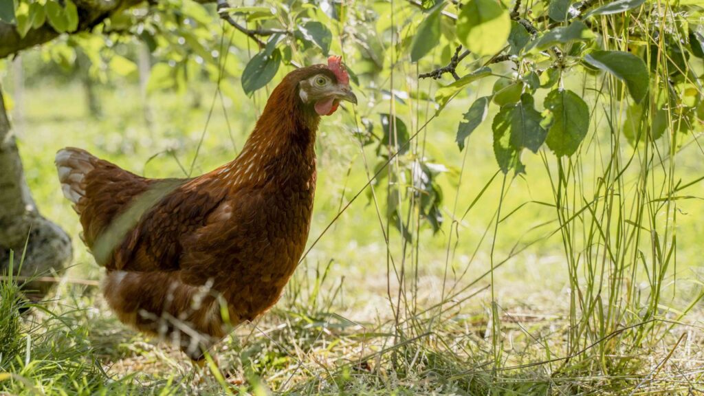Huhn in der Apfelanlage