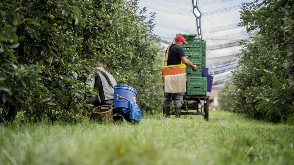 Apfelanlage Bächlihof