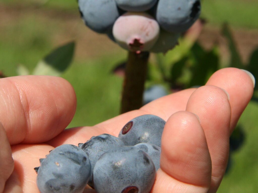 Heidelbeeren selberpflücken