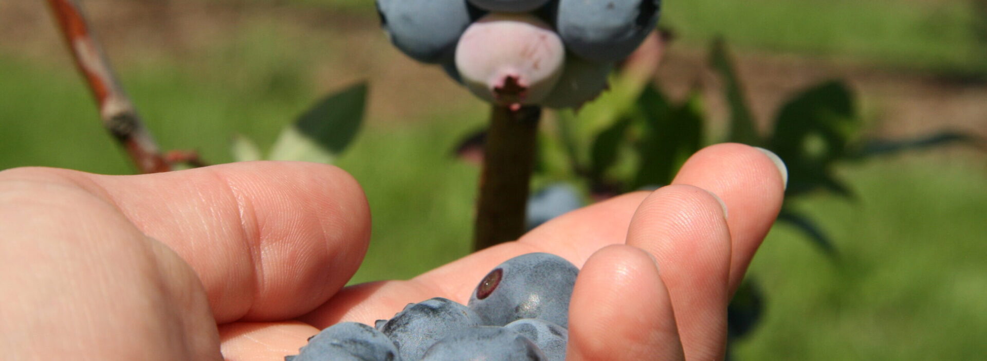 Heidelbeeren selberpflücken