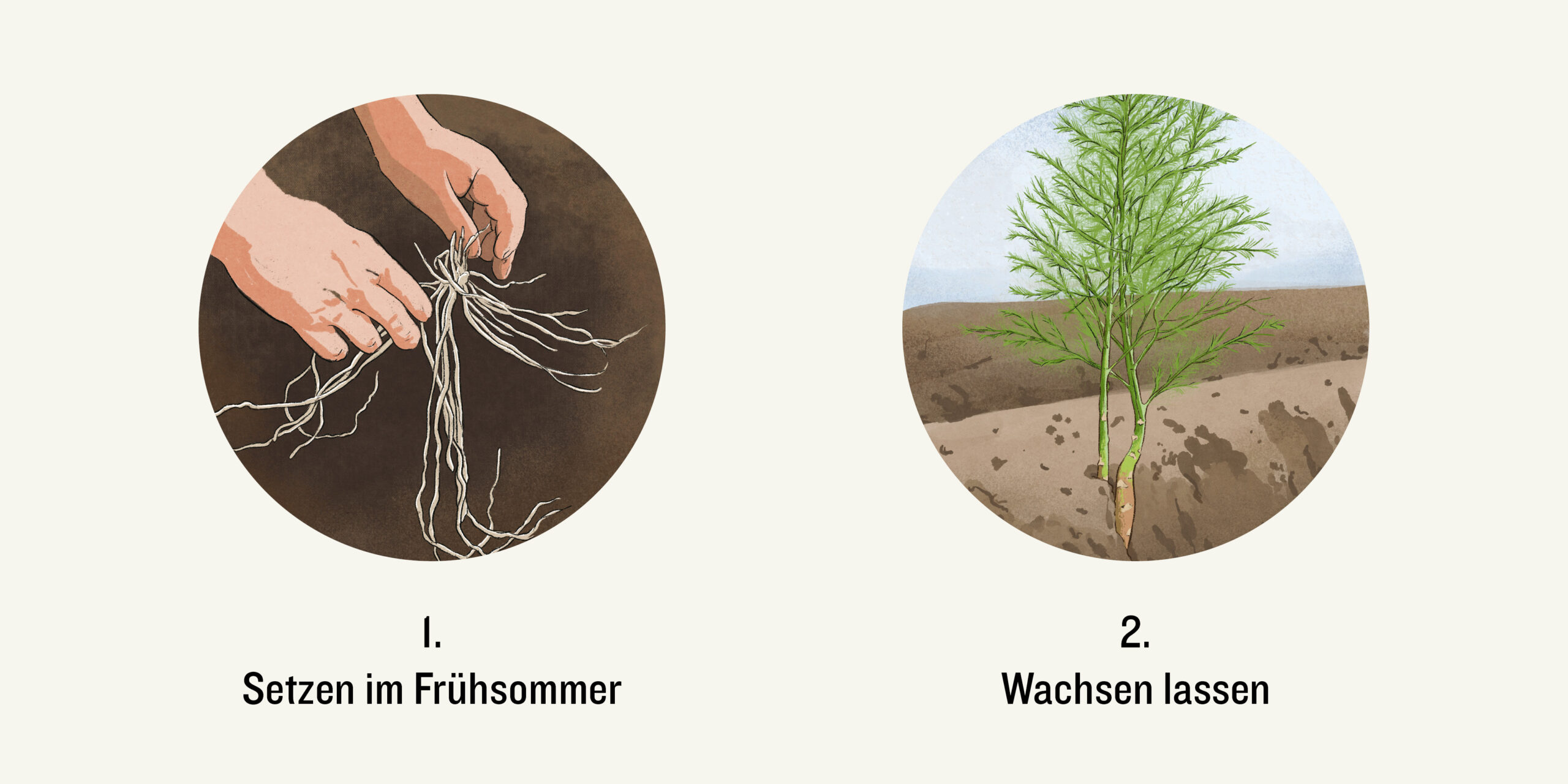 Spargeln setzten und Wachstum Spargelkraut
