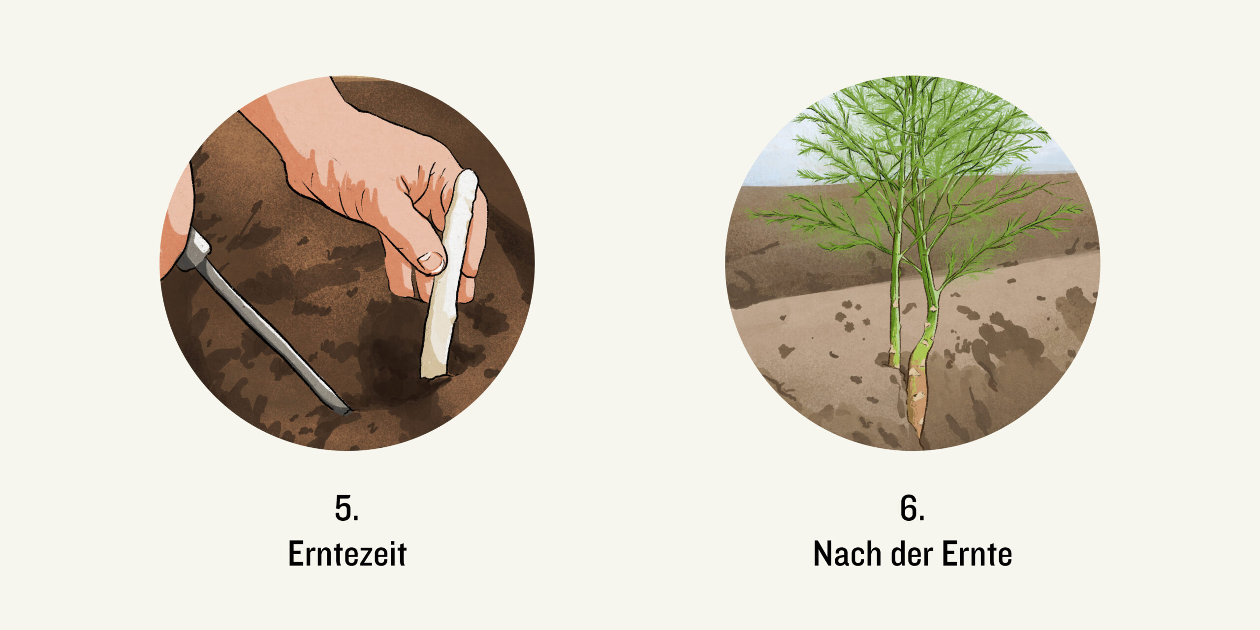 Spargel ernten und Wachstum Spargelkraut
