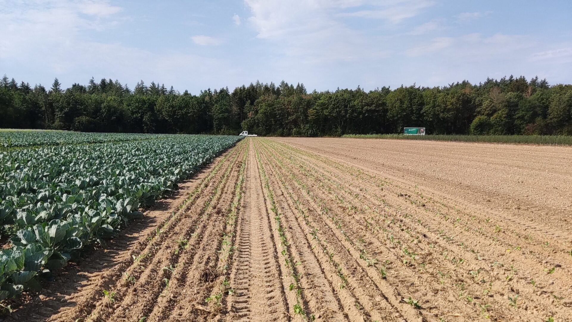 Trocknes Feld