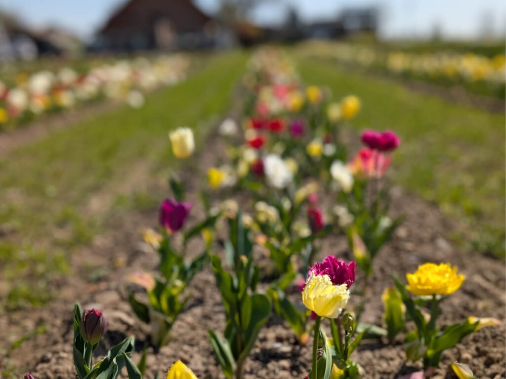 Tulpenfeld Römerhof