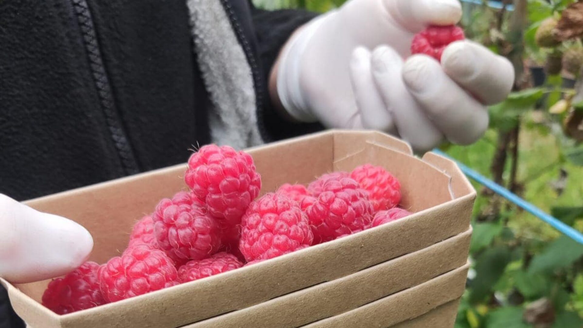 Himbeeren geerntet im Tunnel